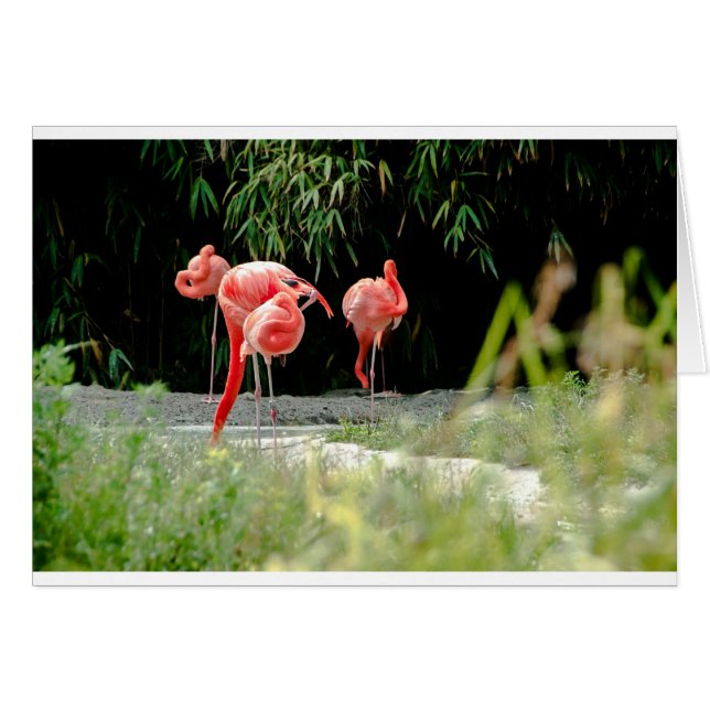 Cartão flamingo (Frente Horizontal)