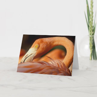 Cartão Flamingo