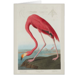 Cartão Flamingo americano por J.J. Audubon