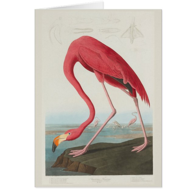 Cartão Flamingo americano por J.J. Audubon (Frente)
