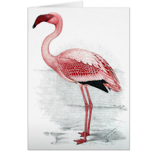 Cartão Flamingo de C G Passarinho-Davies