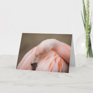 Cartão Flamingo em repouso