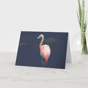 Cartão Flamingo no crepúsculo