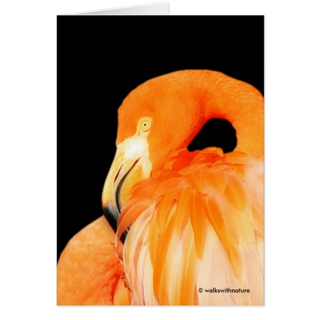 Cartão Flamingo no Sol de Verão (Frente)