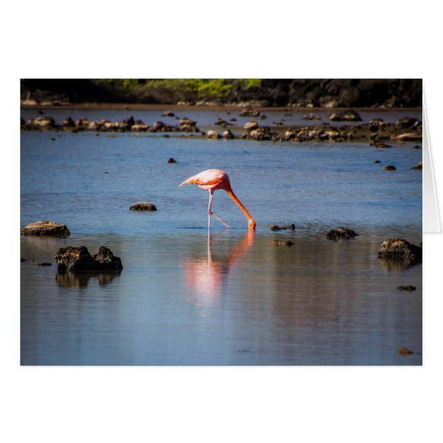 Cartão Flamingo rosa nas Ilhas Galápagos (Frente Horizontal)