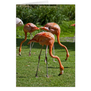 Cartão Flamingos