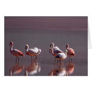 Cartão Flamingos cor-de-rosa pretos vermelhos com