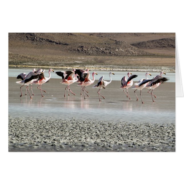 Cartão Flamingos da dança - vermelhos, cor-de-rosa, (Frente horizontal)