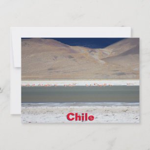 Cartão Flamingos em Salar del Huasco, Chile