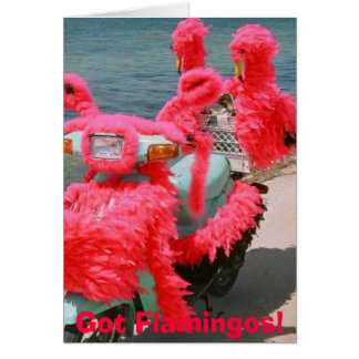Cartão Flamingos obtidos! ,