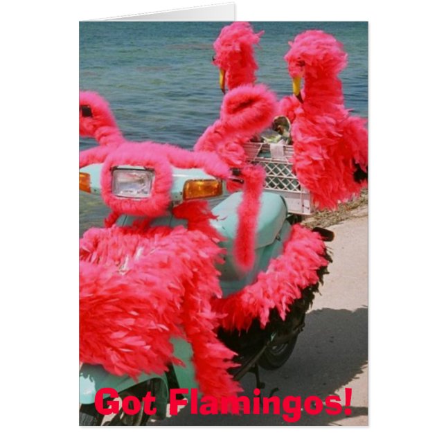 Cartão Flamingos obtidos! , (Frente)