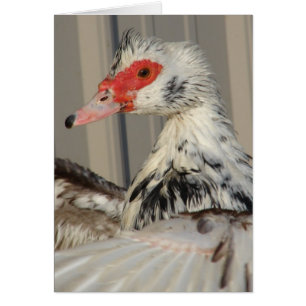 Cartão Flape suas asas