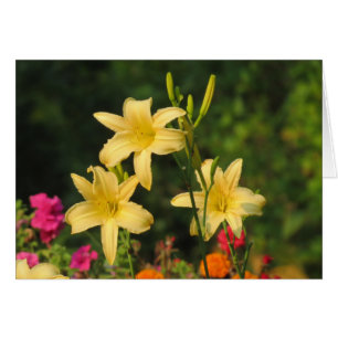 Cartão Fling do fim do verão - hemerocallis