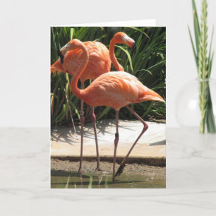 Cartão Flock of Flamingos Greeting Card