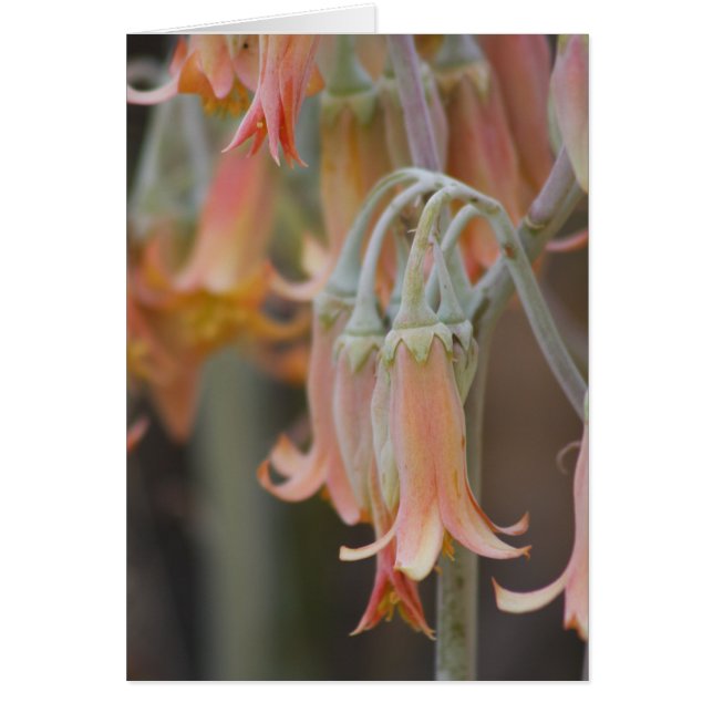 Cartão Flor (Frente)