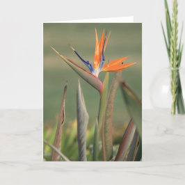 Cartão Flor