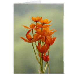 Cartão flor