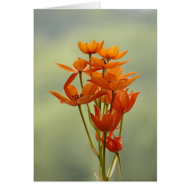 Cartão flor (Frente)