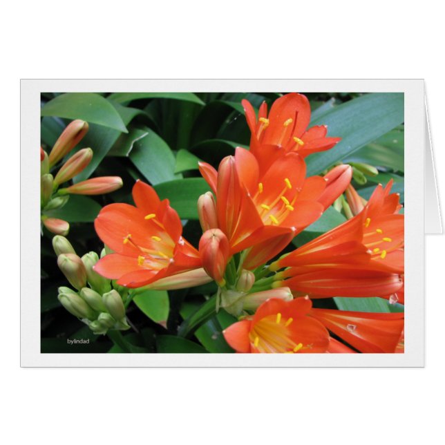 Cartão Flor3 (Frente Horizontal)