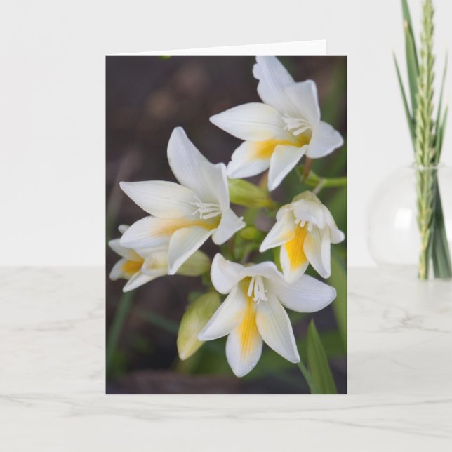 Cartão Flor #1668 (Frente)