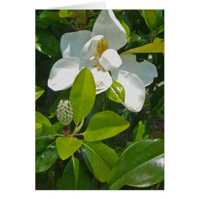 Cartão Flor a frutificar (Frente)