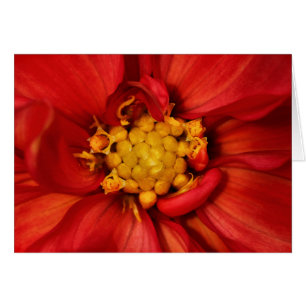Cartão Flor alaranjada da dália