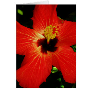 Cartão Flor alaranjada vermelha brilhante do hibiscus