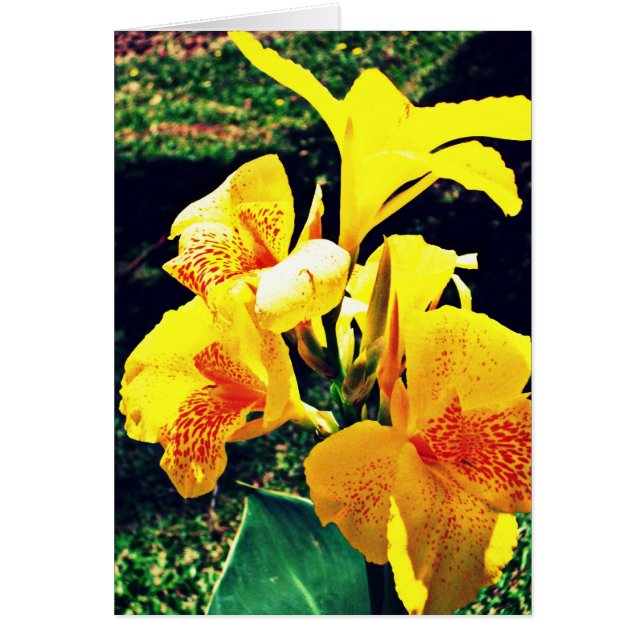 Cartão Flor amarela (Frente)