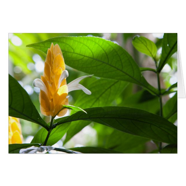 Cartão Flor Amarelo (Frente horizontal)