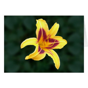 Cartão Flor Amarelo Daylily com Vermelho, Hemerocallis: