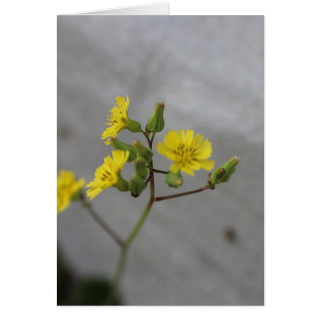 Cartão Flor Amarelo Pequeno #3 (Frente)