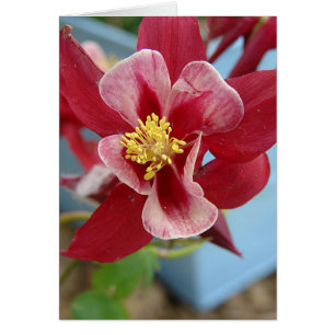 Cartão Flor aquilégia
