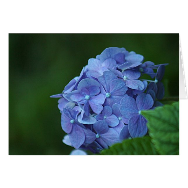 Cartão Flor azul do hydrangea (Frente Horizontal)