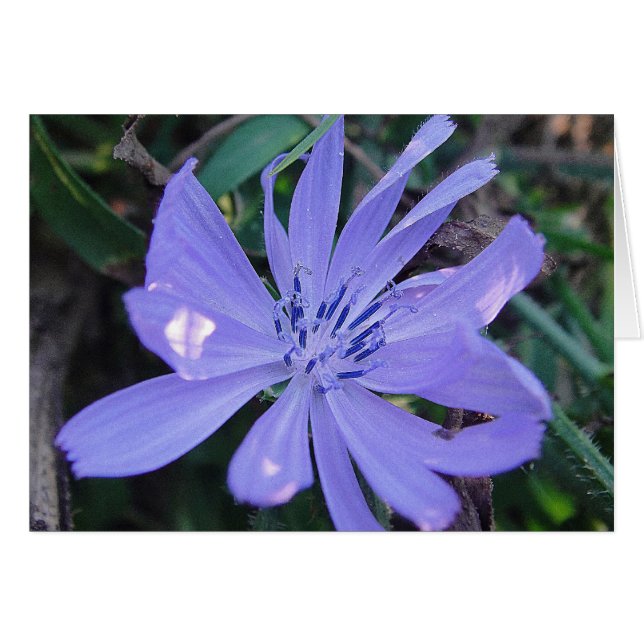 Cartão flor bem parecida azul de caça, em branco (Frente Horizontal)