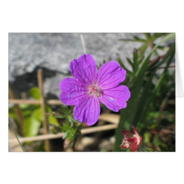 Cartão Flor Bloody Cranesbill (Frente horizontal)