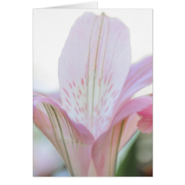 Cartão Flor bonito de Pasto Rosa (Frente)