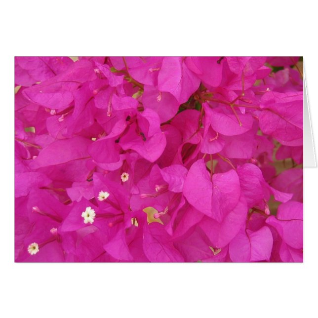 Cartão Flor Bougainvillea rosa (Grécia) (Frente horizontal)