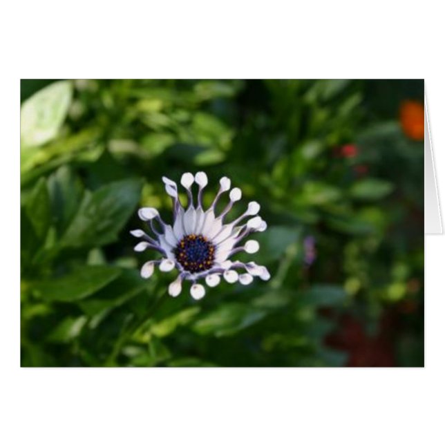 Cartão flor branca (Frente Horizontal)