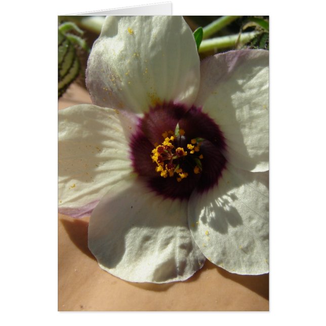 Cartão Flor Branca bonito (Frente)