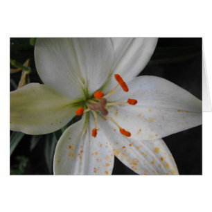 Cartão flor branca de lírio