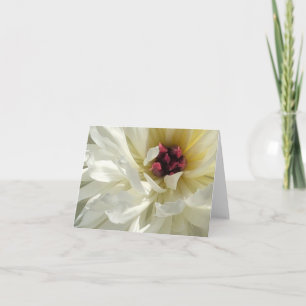 Cartão Flor Branca de Península Cremosa com Escadas Rosa