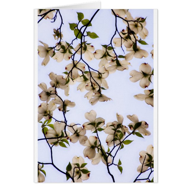 Cartão Flor branca do Dogwood (Frente)