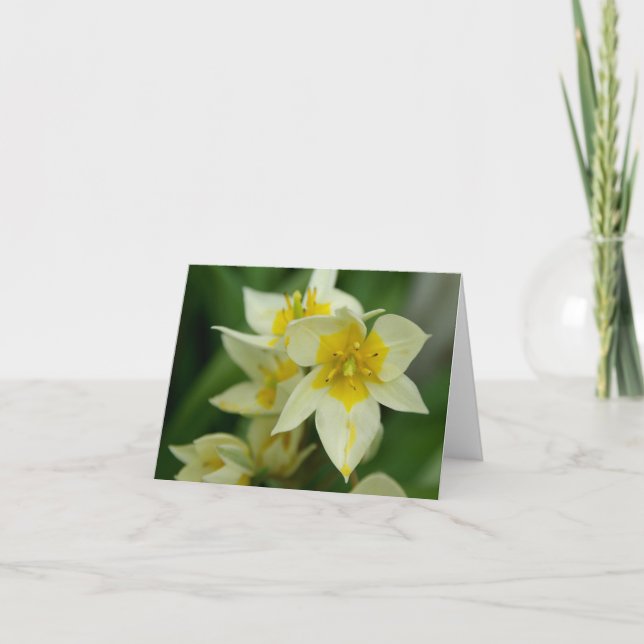 Cartão Flor branca e amarela Notecard (Frente)