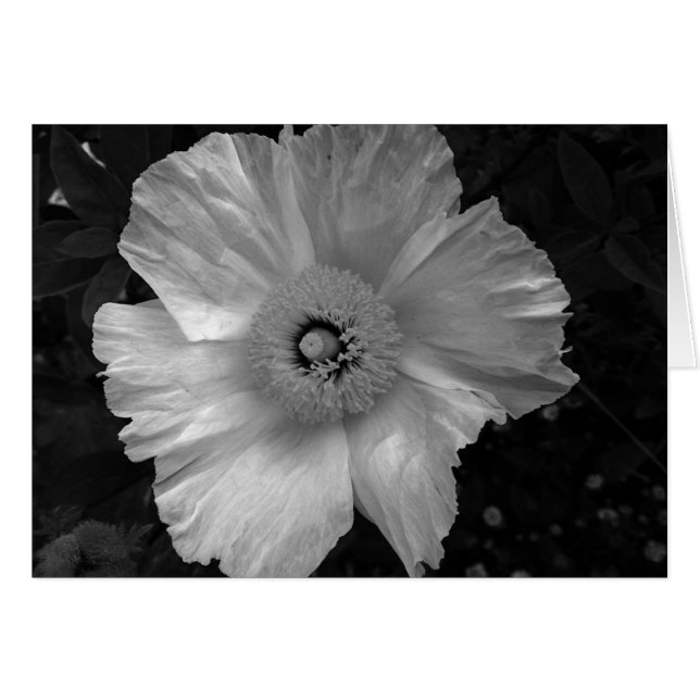 Cartão flor branca e negra (Frente Horizontal)