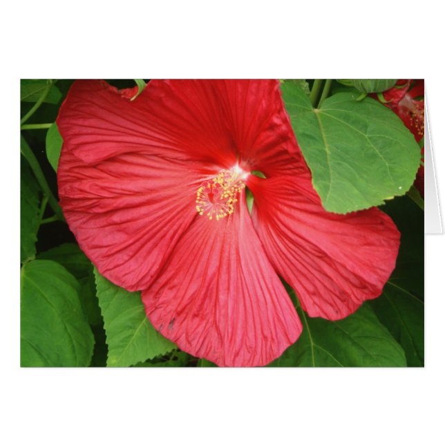 Cartão Flor Brilhante Magenta Hibiscus Floral (Frente Horizontal)