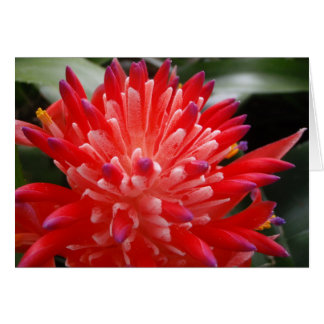 Cartão Flor Bromeliad