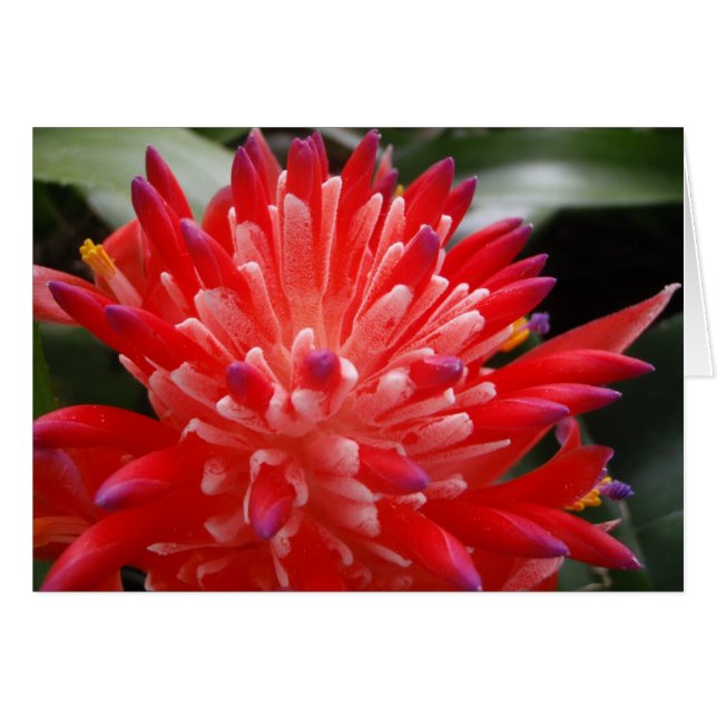 Cartão Flor Bromeliad (Frente Horizontal)