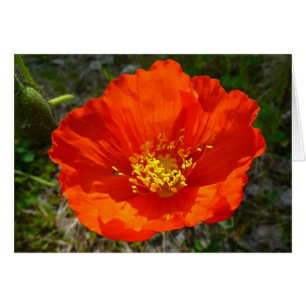 Cartão Flor Colorido Vermelho do Alasca