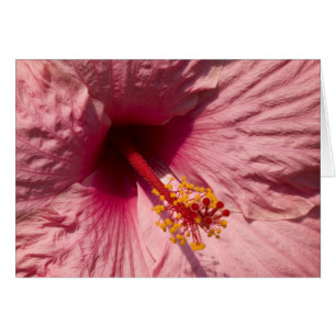 Cartão Flor cor-de-rosa macro do hibiscus