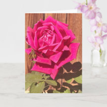 Flor Cor-de-rosa rosa rosa-rosa colorido